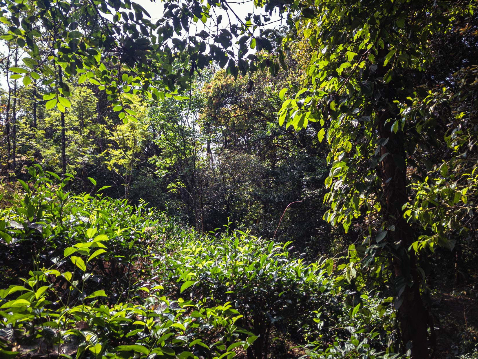 A spice, tea and coffee garden, a veritable paradise of biodiversity in the Western Ghats of Karnataka A spice, tea and coffee garden, a veritable paradise of biodiversity in the Western Ghats of Karnataka